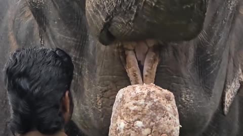 Elephant Eating dinner at the Sanctuary #protectwildlife #india