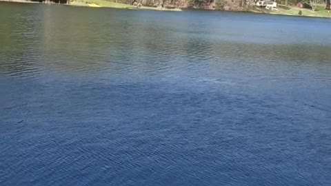 Feeding a Bald Eagle a Trout