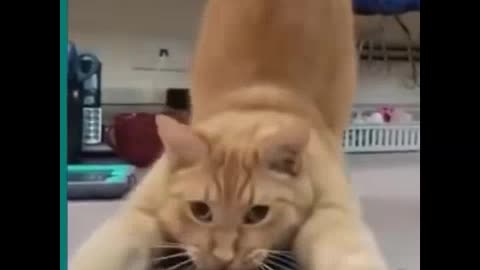 Funny Cat Videos Tik Tok 🤣