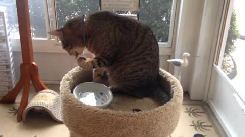 cat bathing with water