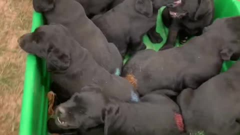 Litter of tired puppies ride in wagon after outdoor playtime