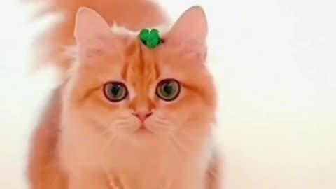 Funny cats video catwalk