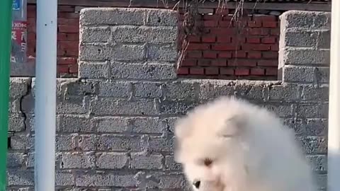 CUTE Animals Doing Cute Things!