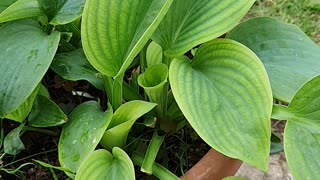 Hostas plant