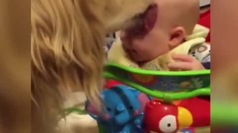 dog bathing a child / funny videos of children and their dogs