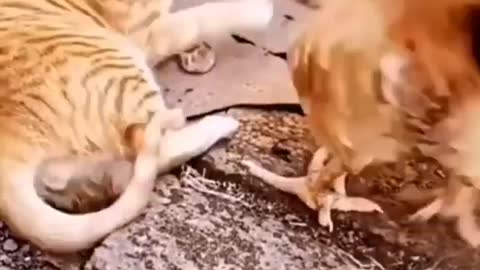 Cat 🐈 & funny video