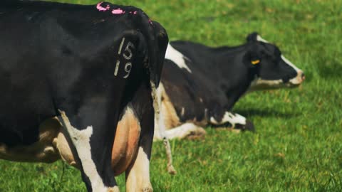 Holstein milk cows full udder ready for milking farm, marked cow