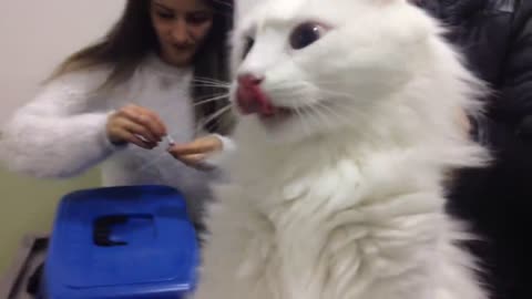 Angry Turkish Van Cat deactivated by vet