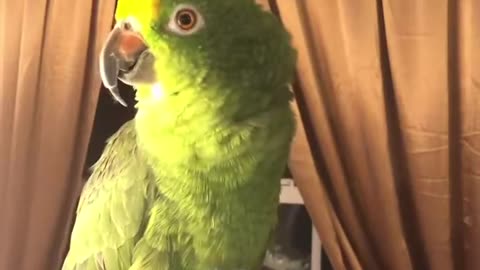 Parrot singing