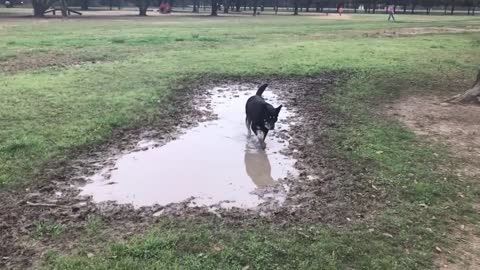 Adventures begin at the Bill Archer Dog Park in Houston TX!