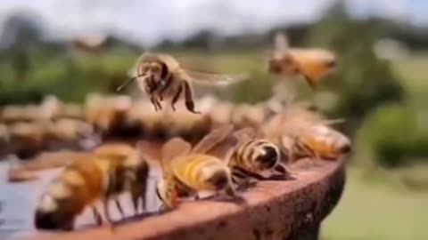 how beautiful Bees are in slow motion