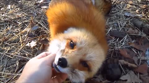 Baby Fox Pups Playing