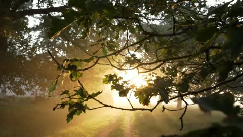 melodious birds chirping in the morning