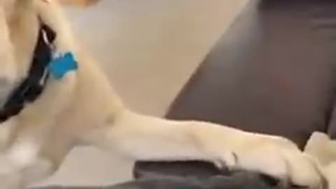 Dog is just polite and offers its guest a spot with pillows