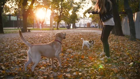 Young woman playing with two dogs in autumn park during sunset, slow motion