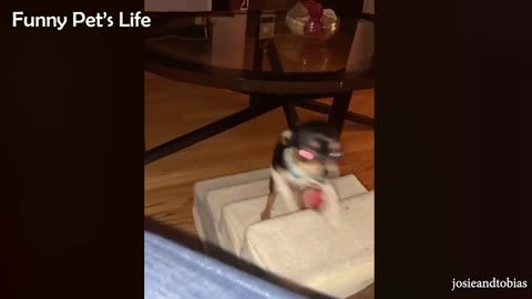 Chihuahua Is A Savage - Funny Chihuahua Videos Funny Animal Reactions