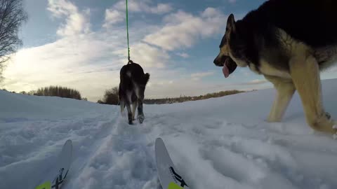 Sheepdog and skis