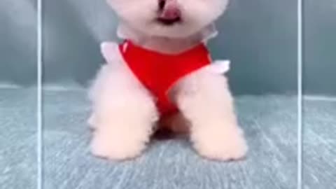 Cute Dog cutting hair