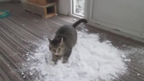 Snowy cat , snowy snow