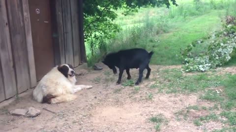 goat teases dog