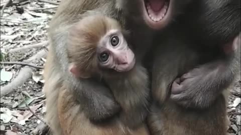 Mommy and 2 babies monkey forest 🐒🐒🐒