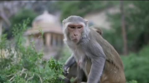 Wild Animals Hanging on the Tree Little Monkey Outdoors in Forest, Footage of Macaques,