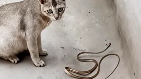 Cat vs Snake