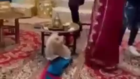 This is what will happen to your dog if he lives in Morocco