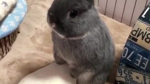 Little rabbit plays with toys.