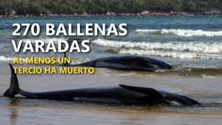 Muere un tercio de las 270 ballenas varadas en el sur de Australia