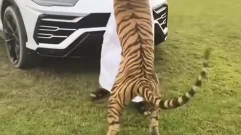 tiger