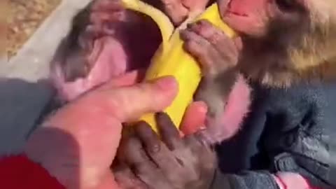 Monkey Eating the Banana Fruits on the Way