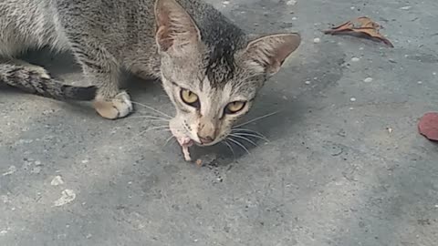 Cute cat funny reaction 🤣 while eating.part 2