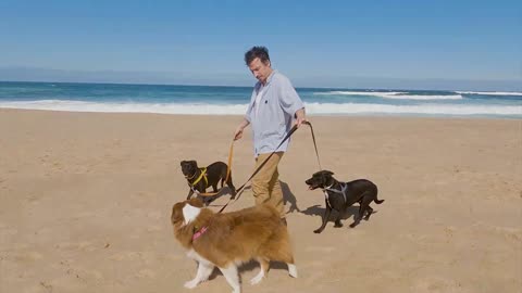 dog on beach