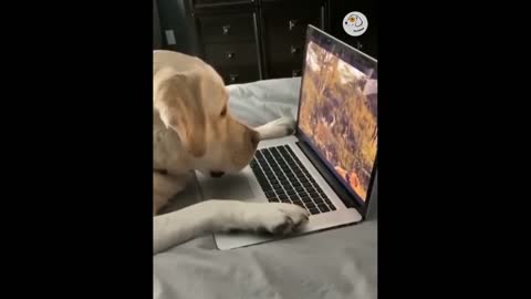 Wow So Funny Dog Reaction #1