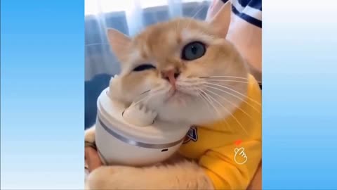 Cat funny video good