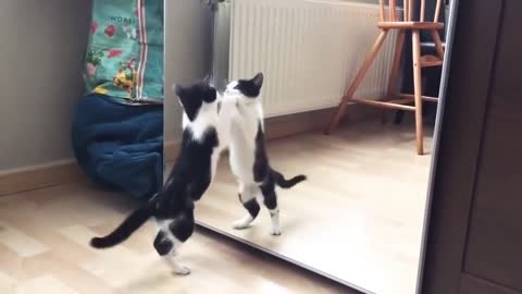 Cat And mirror Funny video 2021