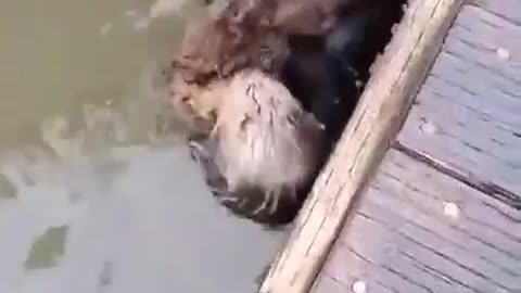 Otter save the life a little baby so cute