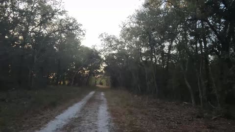 Another absurdity of the world video while hiking the Halpata Tastanaki Preserve in Central Florida