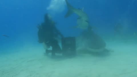 diving with tiger sharks 🦈