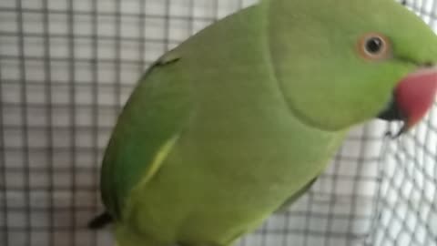 Mitthu talking parrot is angry