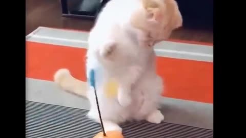 Cute And Funny cat playing Part - 1