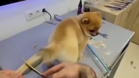 New style dog 🐕 tail hair cutting