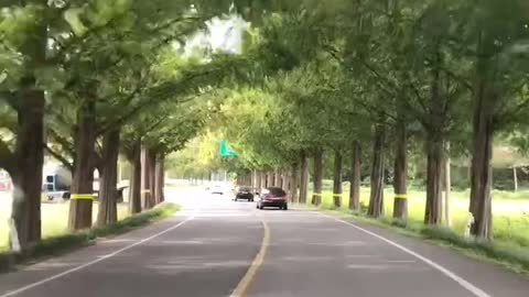 Drive through the green trees in South Korea