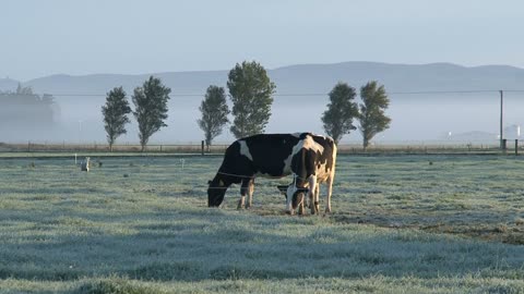 Cows in the moring fog, Southern Island, New Zealand