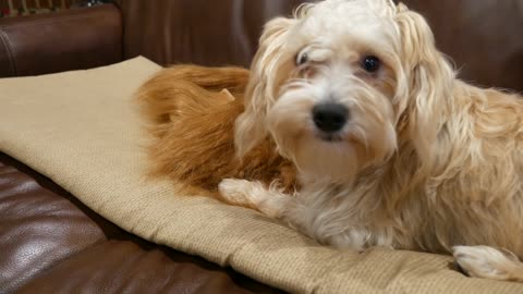 Puppy Gets Caught Chewing And Doesn't Care