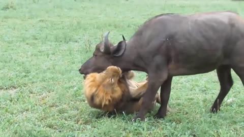 Tiger vs Buffalo