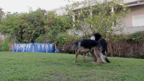 Best Two Dogs playing pets canine garden animals See how they play