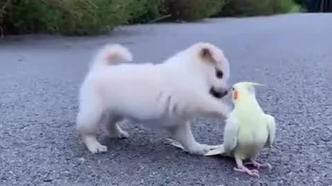 gentle bird playing with baby