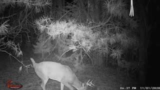 Nebraska Whitetail Buck visits scrape